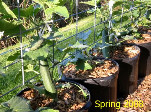 Winter Cucumbers 2008 - 2